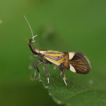 Oecophoridae