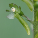 Common Twayblade