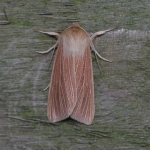 73.291 - Common Wainscot