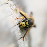 Common Wasp