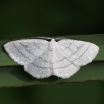 70.277 - Common White Wave