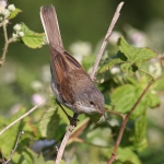 Common Whitethroat