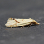 49.109 - Agapeta hamana
