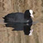 Coot