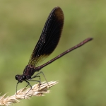 Copper Demoiselle