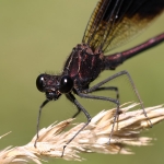 Damselflies