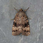 73.062 - Copper Underwing