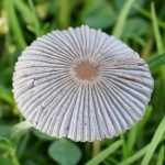 Pleated Inkcap