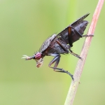 Coremacera marginata