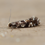 12.016 - Nemapogon cloacella