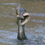 Cormorants & Shags