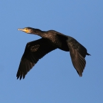 Cormorant