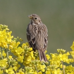 Corn Bunting