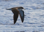 Cory's Shearwater