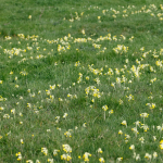 Cowslip