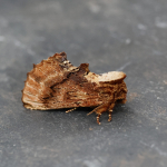 71.021 - Coxcomb Prominent