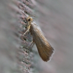 28.014 - Crassa unitella