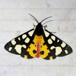 72.027 - Cream-spot Tiger