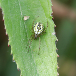 Mangora acalypha