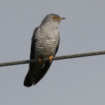 Cuckoo