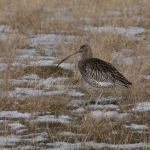 Curlew