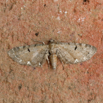 70.182 - Currant Pug