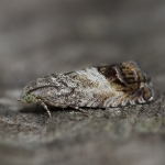 49.341 - Cydia splendana