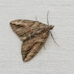 Geometridae