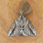 70.083 - Cypress Carpet