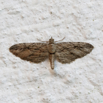 70.159 - Cypress Pug