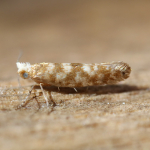 20.007 - Argyresthia cupressella