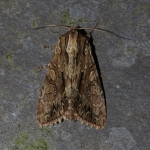73.162 - Dark Arches