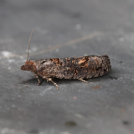 49.232 - Epinotia maculana
