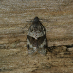 49.028 - Syndemis musculana