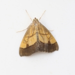 63.059 - Evergestis limbata