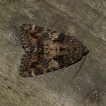 72.081 - Dark Crimson Underwing