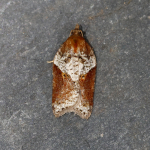 49.066 - Acleris laterana