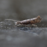 17.006 - Ypsolopha horridella