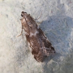 62.047 - Assara terebrella