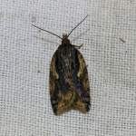 49.075 - Acleris umbrana