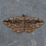 70.119 - Dark Umber