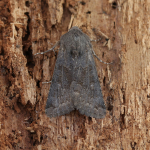 73.231 - Deep-brown Dart