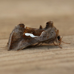 73.010 - Dewick's Plusia