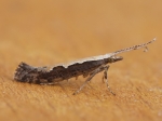 Plutellidae