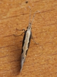 18.001 - Plutella xylostella