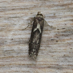 41.002 - Blastobasis adustella