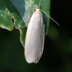 72.044 - Dingy Footman