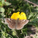 Dingy Skipper