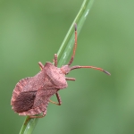 Dock Bug