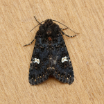 73.270 - Dot Moth